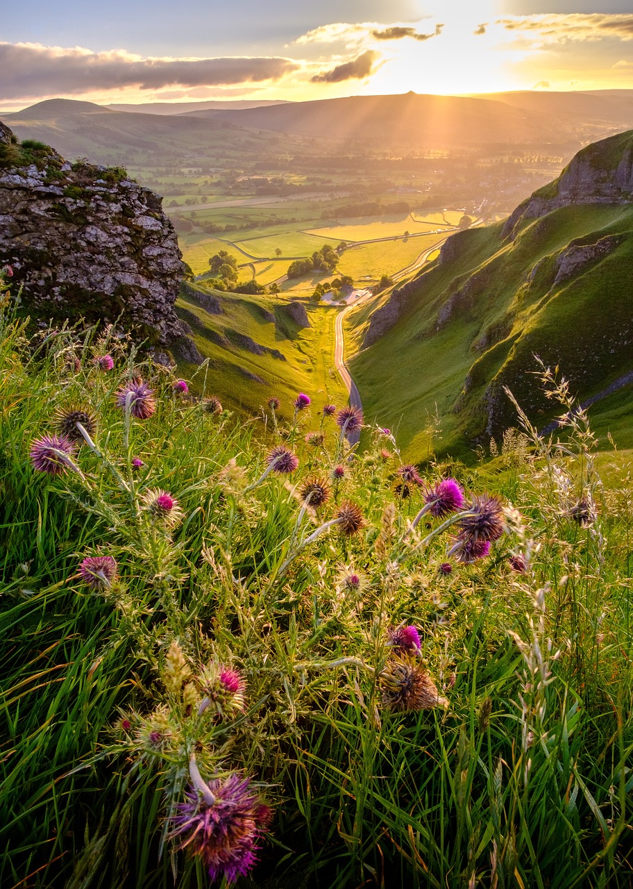 winnats pass, peak district, flower wallpaper, flower background, derbyshire, valley, countryside, sunshine, sunrise, landscape, summer, road, beautiful flowers, thistles, flowers, nature, sunlight