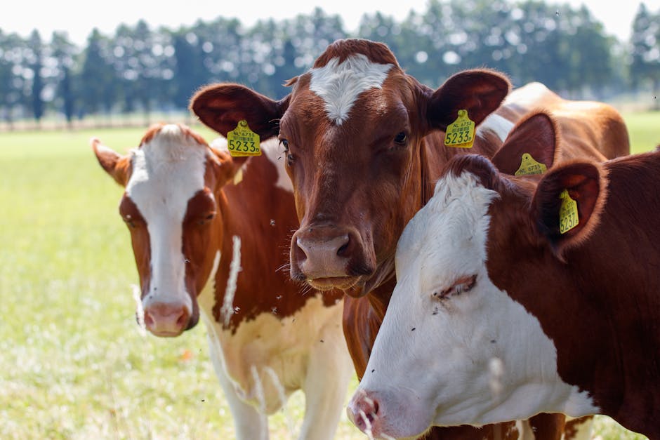 Close-up of three cows grazing in a sunny, green pasture. Ideal for agricultural themes.